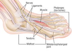 Common Foot Injuries